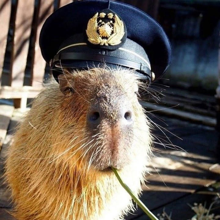 Admiral Capy