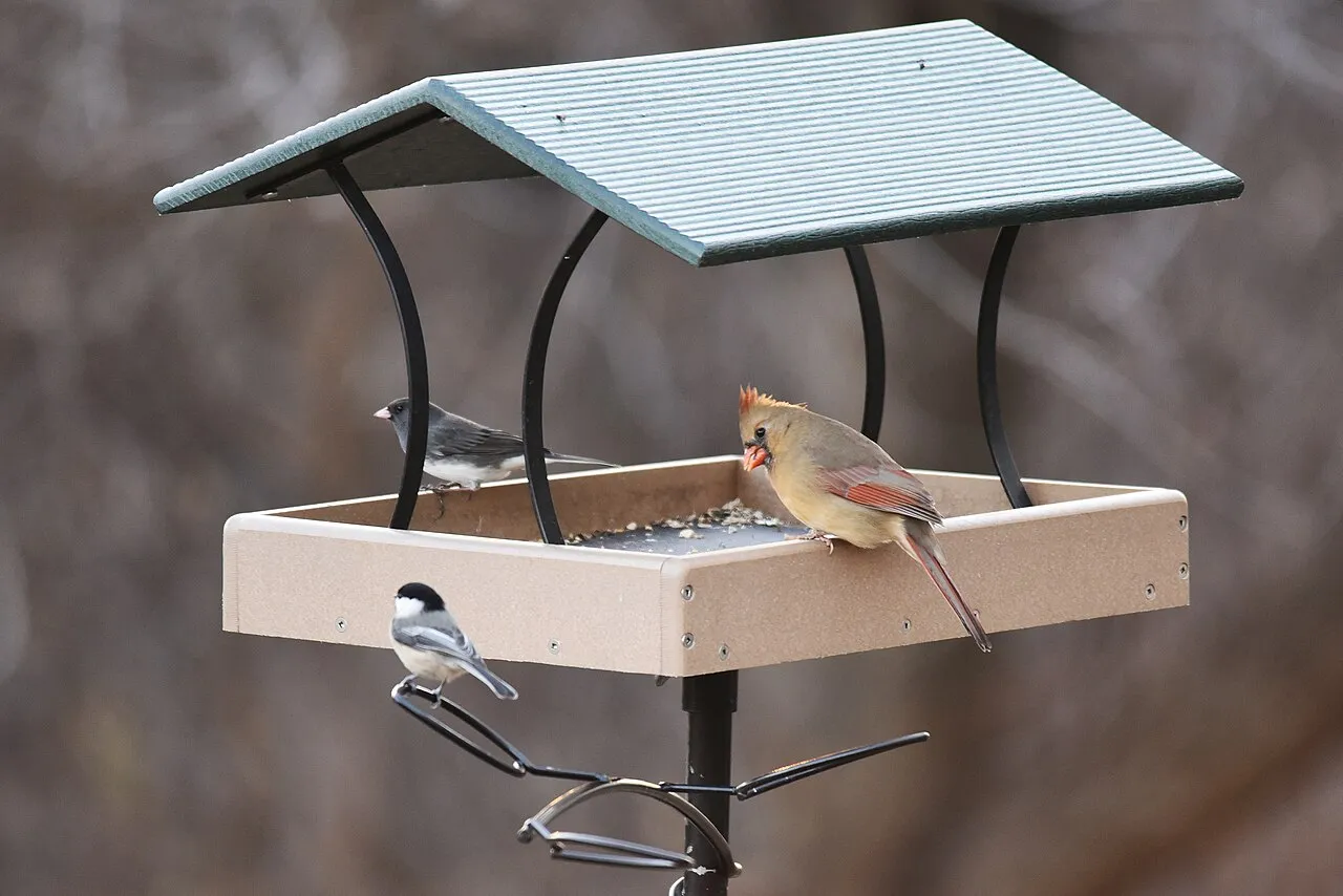 Attract Birds to Your Backyard preview